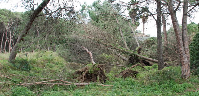 Arbres caiguts pel temporal de vent sofert a Gavà Mar (24 de Gener de 2009) (fotografia: Gilbert)